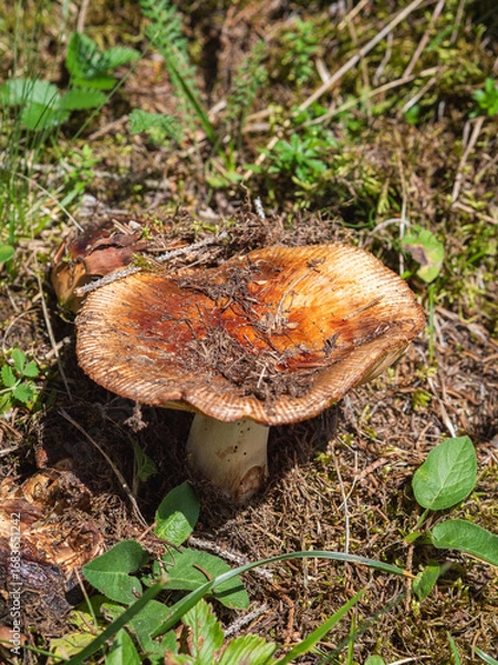Fototapeta Russula mushroom in summer forest