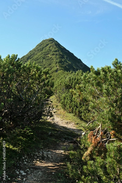 Fototapeta Ascent to Mount Brecherspitz via a path through coniferous forest - Schliersee, Bavaria