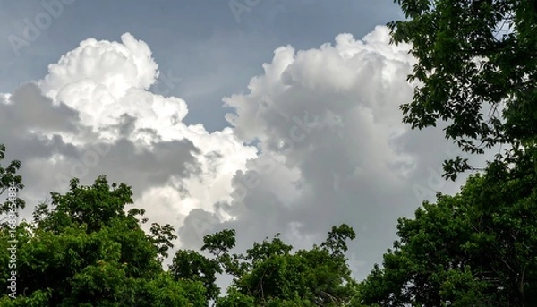 Fototapeta Dramatic cumulus clouds gather over lush green trees, showcasing a dramatic sky.