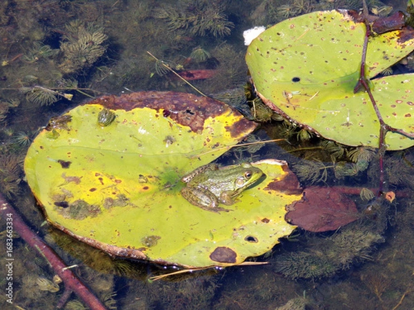 Obraz Frog sitting on leaf in the pond