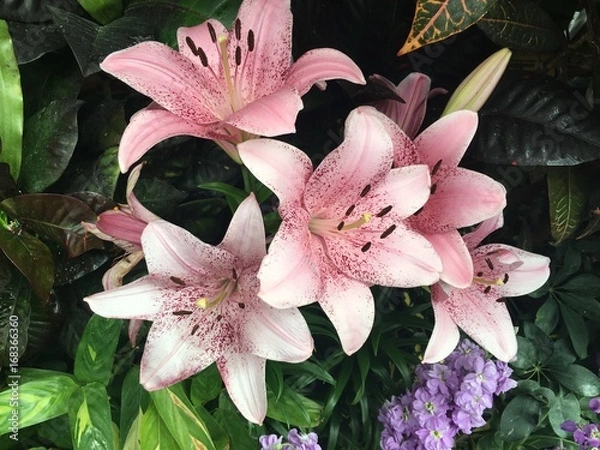 Obraz Exploring Saskatoon and Saskatchewan