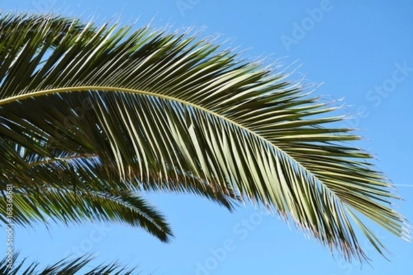 Fototapeta Palm tree leaves against the clear sky