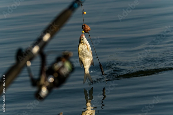Fototapeta A fisherman is fishing. He pulls a white fish out of a feeder with hooks. It's a crucian carp, a white fish.