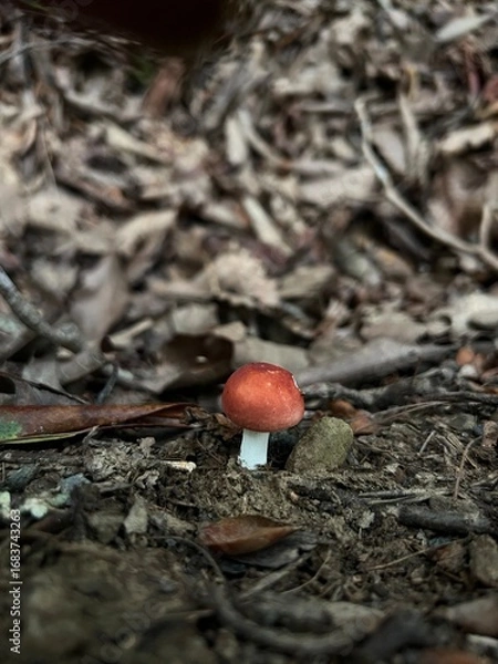 Obraz Tiny Red Mushroom