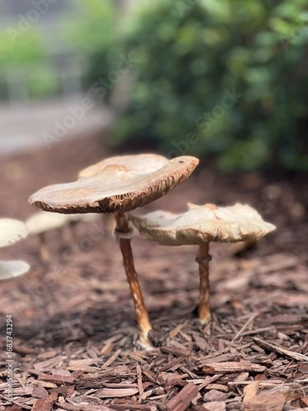 Obraz Two Mushrooms