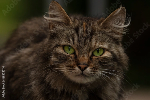 Obraz cat, animal, cute