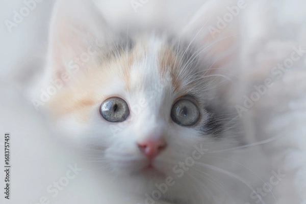 Obraz cat, animal, cute