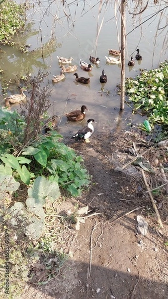 Obraz The ducks in the pond