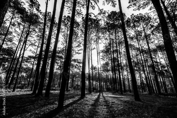 Fototapeta  Silhouette of savanna forest at sunrise in Thung Sa Lang Luang, between Phitsanulok and Petchabun, Thailand. Black and white forest pattern background.