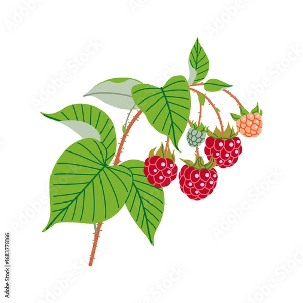 Obraz Raspberry Branch with Red Berries and Green Leaves