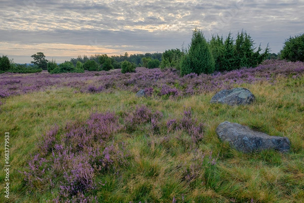 Fototapeta Lüneburger Heide nahe Totengrund