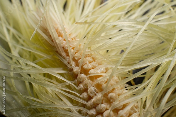 Fototapeta Corn before pollination, silk to each kernel