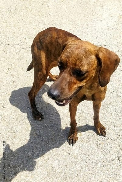 Fototapeta Maremmano Hound, an Italian breed known for hunting, captured on a country road under sunlight. Ideal for themes of hunting, pets, and rural life.
dog on the beach