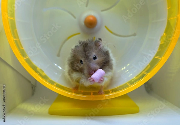 Obraz Close-up of a fluffy hamster eating a pink marshmallow on a big running wheel