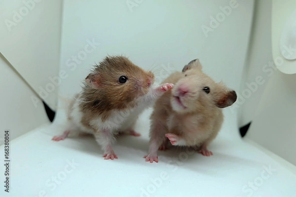 Obraz Blurred photo of two hamster fight, selective focus