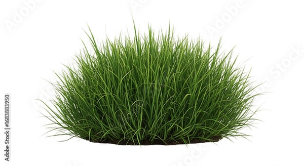 Obraz Lush green grass bush isolated on transparent background