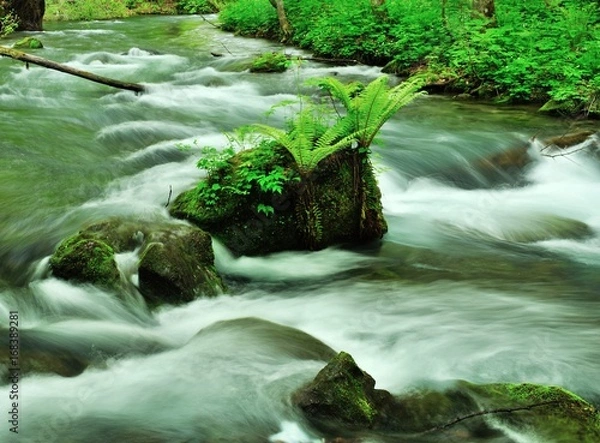 Obraz 奥入瀬渓流