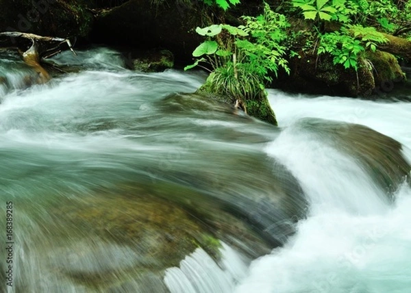 Obraz 奥入瀬渓流