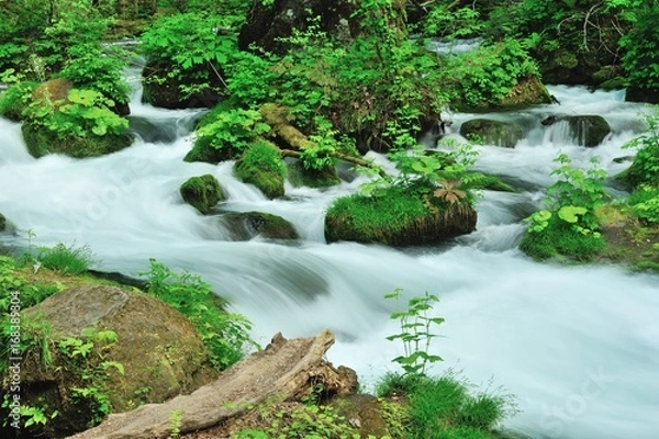 Obraz 奥入瀬渓流