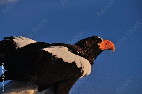 Obraz 知床の大鷲