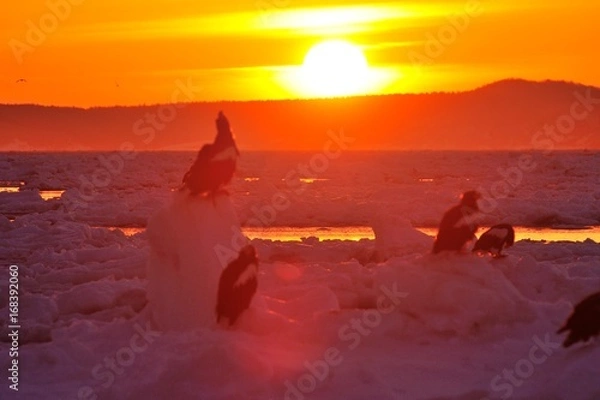 Obraz 国後の夜明け