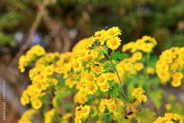 Obraz 국화향기, 가을국화 감국