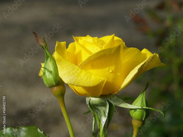 Fototapeta yellow Rose