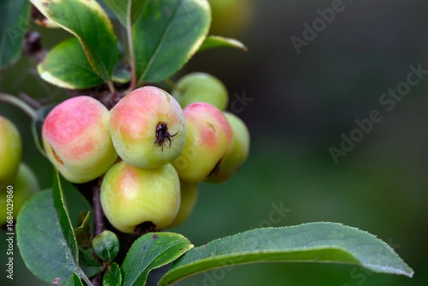 Fototapeta Closeup of ripening fruit of Crab Apple Malus × robusta 'Red Sentinel' in a garden in late summer