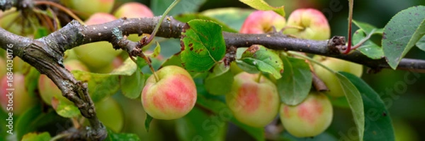 Fototapeta Panorama of ripening fruit of Crab Apple Malus × robusta 'Red Sentinel' in a garden in late summer
