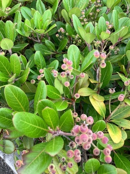 Fototapeta 上から見た生垣の風景