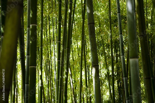 Obraz Bamboo Forest