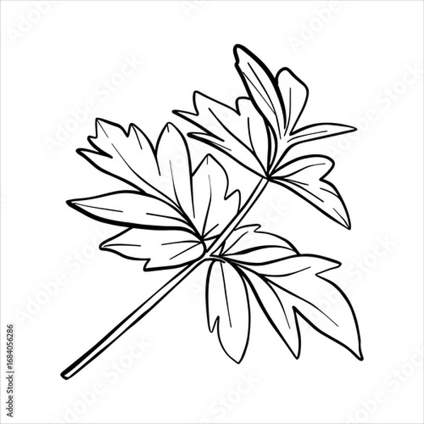 Obraz Vector peony leaf. Line drawing of flower foliage in black and white style. Graphic botanical illustration of flower sketch drawn with black ink. Leaves line art hand drawn