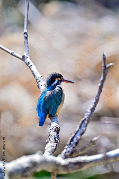 Fototapeta 枝に留まっているカワセミ