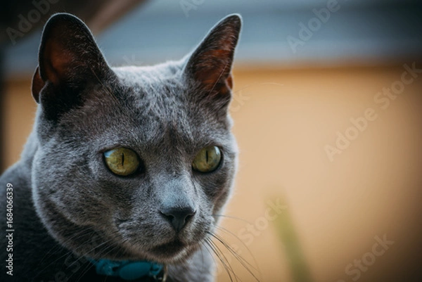 Obraz Gatito mirada derecha