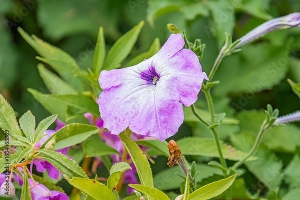 Fototapeta Purple flower with pink center, set against green foliage Soft lighting Close-up shot with selective focus Multiple layers of petals and visible stamen No texts present Angled perspective