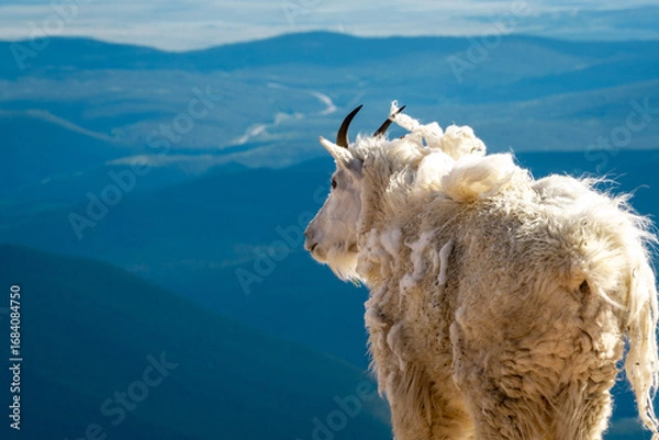Obraz Mountain Goat on Rocky Cliff with Scenic Valley View