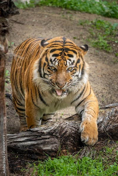 Obraz Bengal Tiger Showing Teeth While Standing in Forest Habitat
