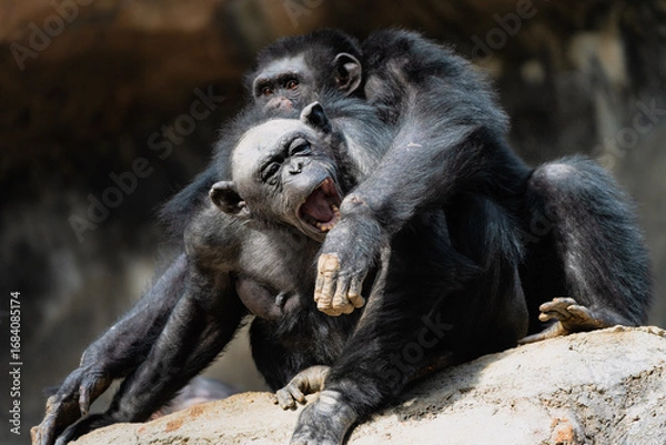 Obraz Chimpanzees Interacting and Showing Social Behavior