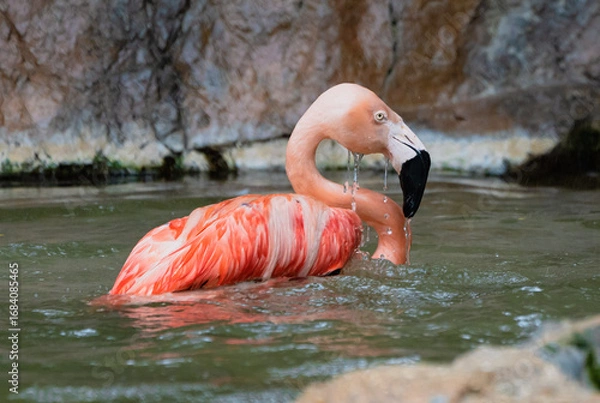 Obraz Flamingo Bathing in Water with Vibrant Pink Feathers