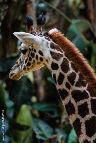 Obraz Giraffe Closeup Profile with Detailed Pattern and Fur