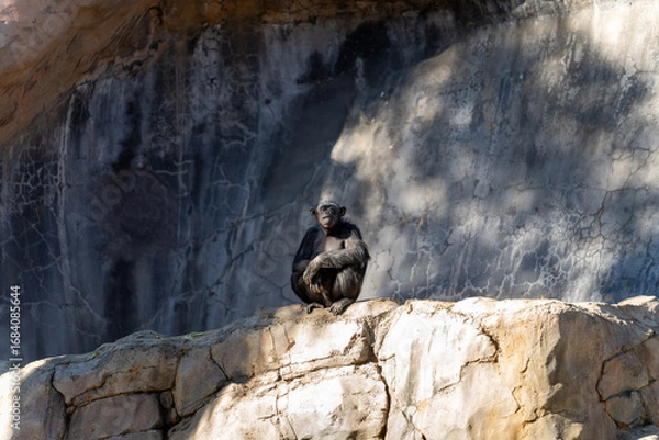 Obraz Chimpanzee Sitting on Rock Against Natural Backdrop