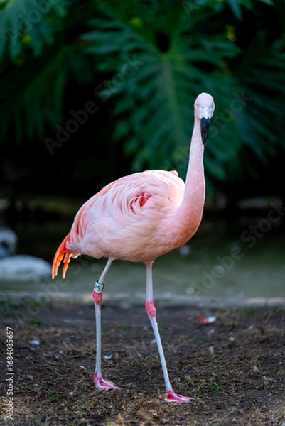 Obraz Pink Flamingo Standing Gracefully on Ground in Nature