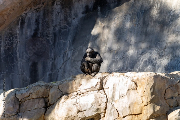 Obraz Chimpanzee Sitting on Rock in Sunlit Environment