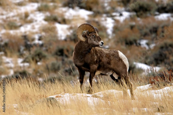 Obraz bighorn sheep