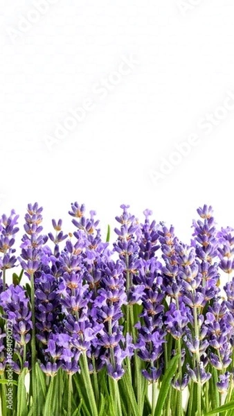 Fototapeta Lavender blossoms border against white