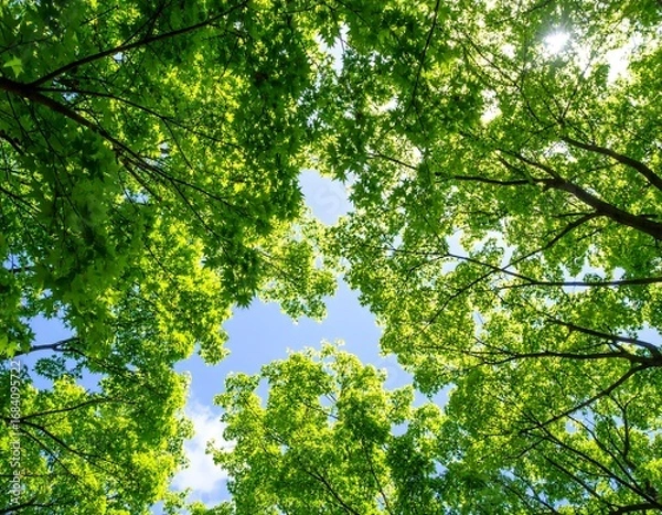 Fototapeta Lush green canopy view from below