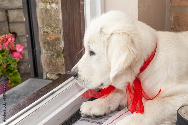 Obraz an Golden retriever