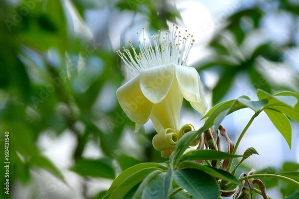 Obraz バオバブの花