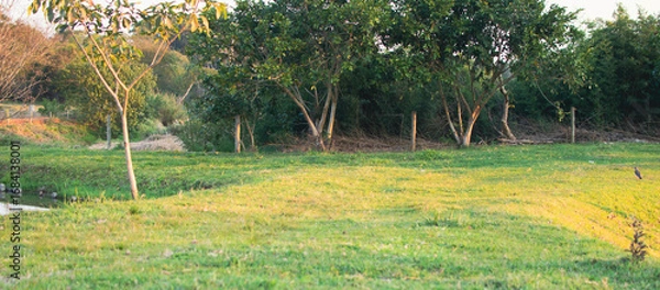 Fototapeta Field of grass