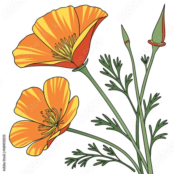 Fototapeta california golden poppy on white background 
